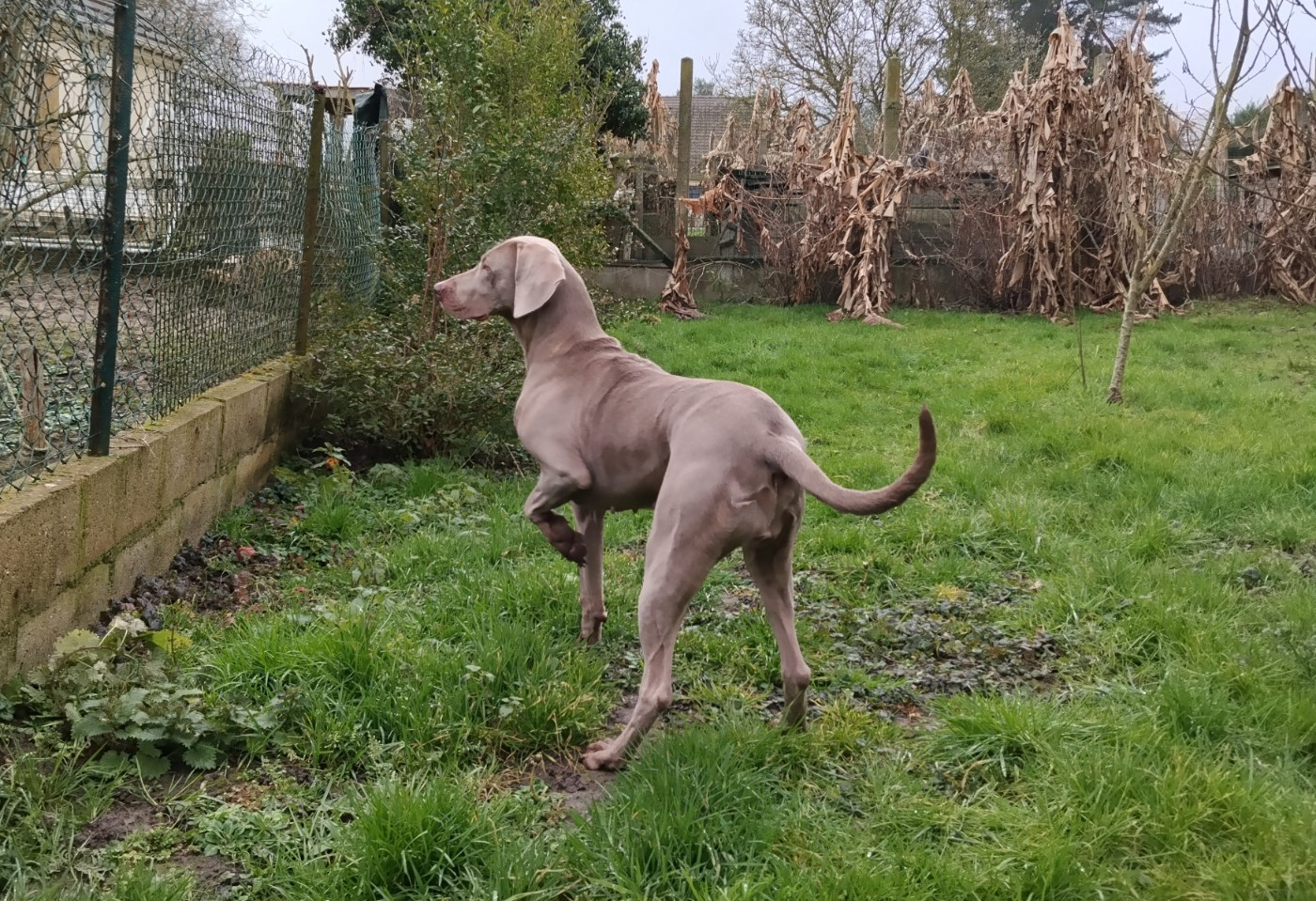 rebelle (Sans Affixe)