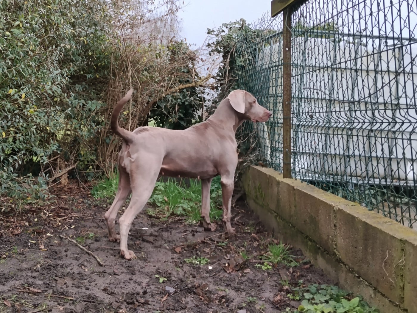 rebelle (Sans Affixe)