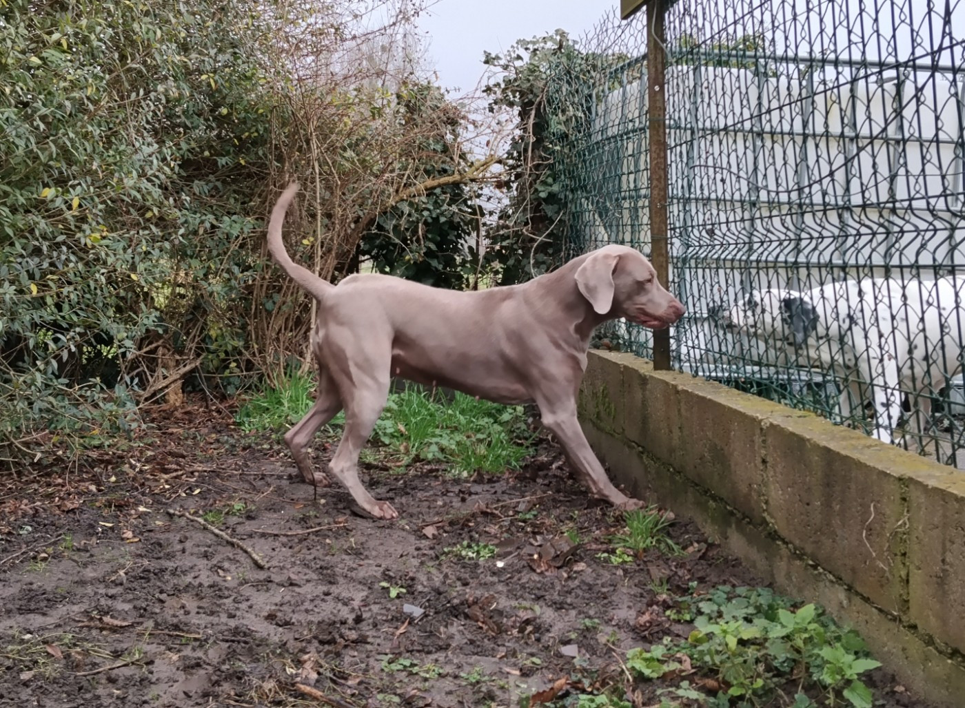 rebelle (Sans Affixe)