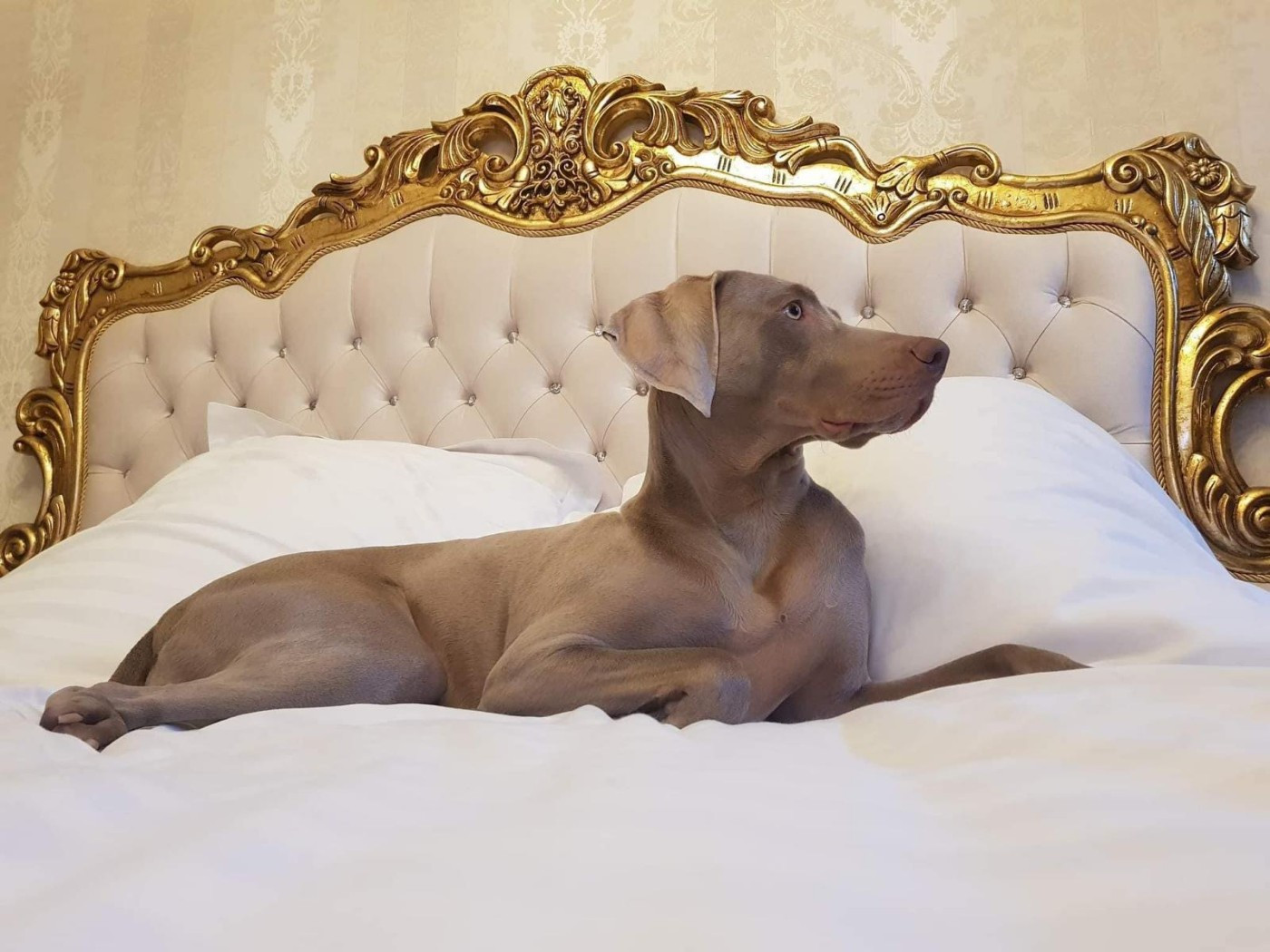 Publication : Fantome Gris De La Vallee