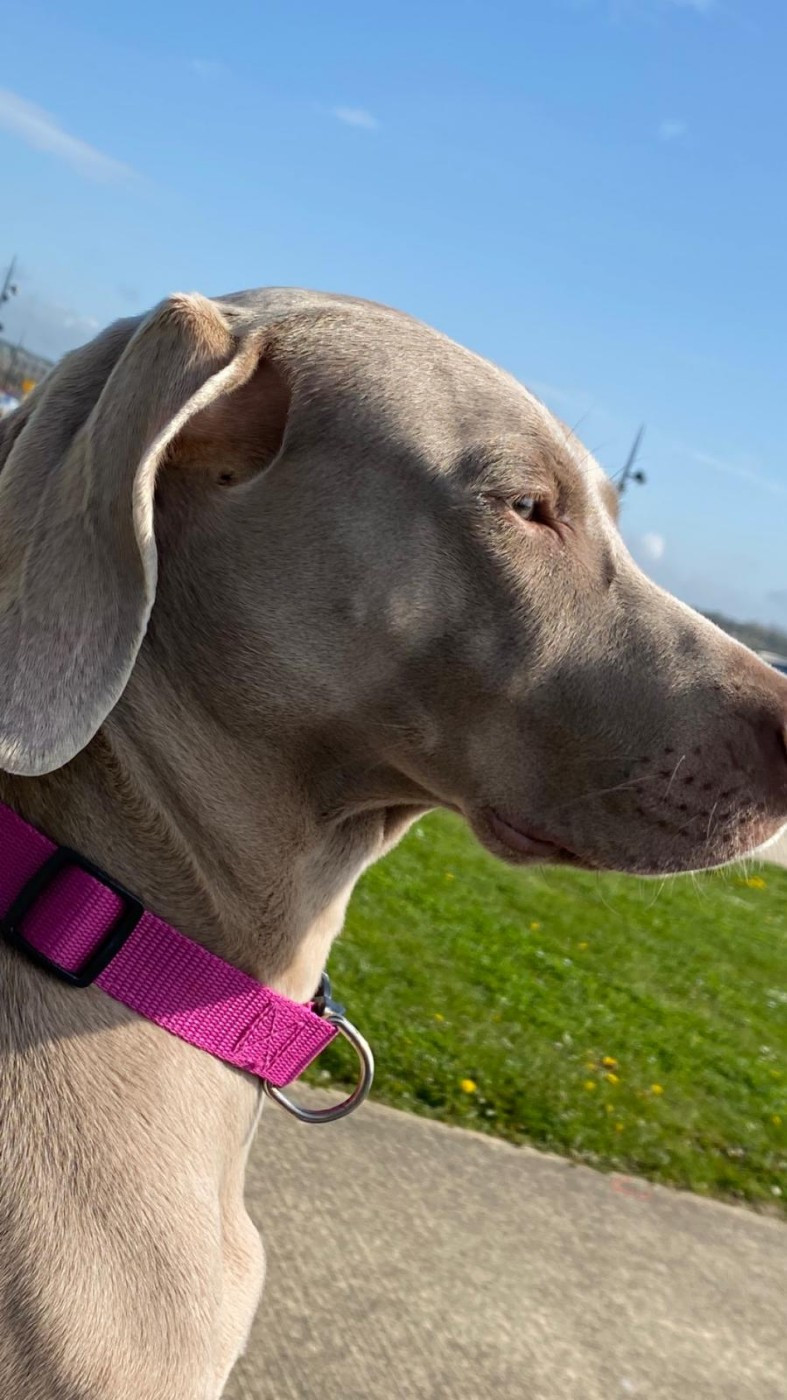 Publication : Fantome Gris De La Vallee