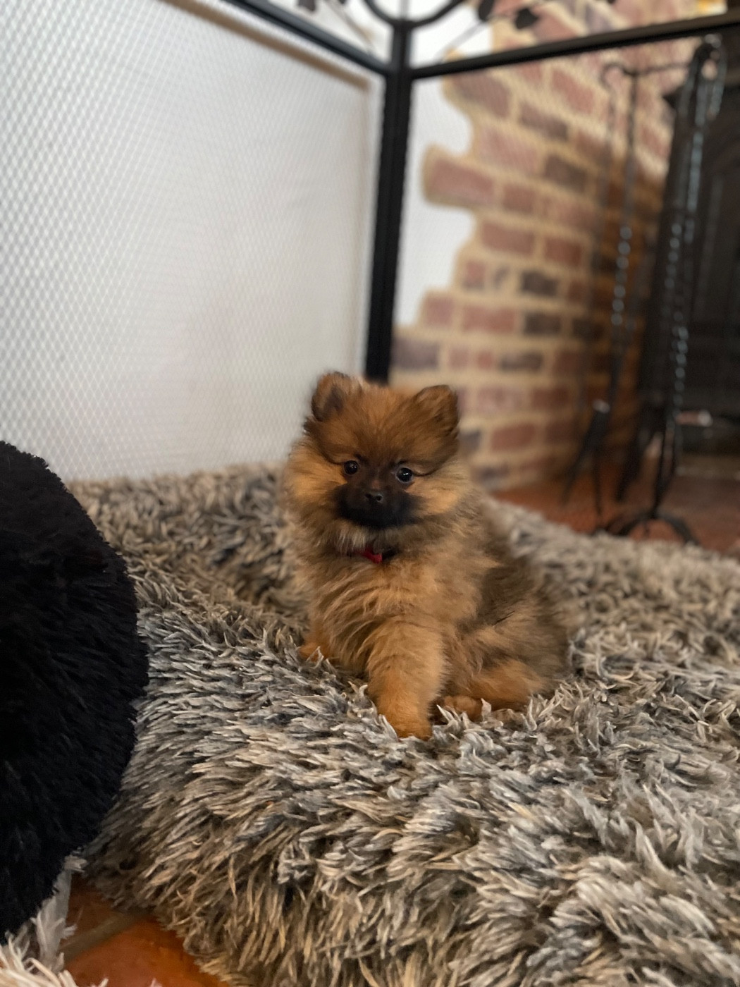 Publication : Constance Ingelaere