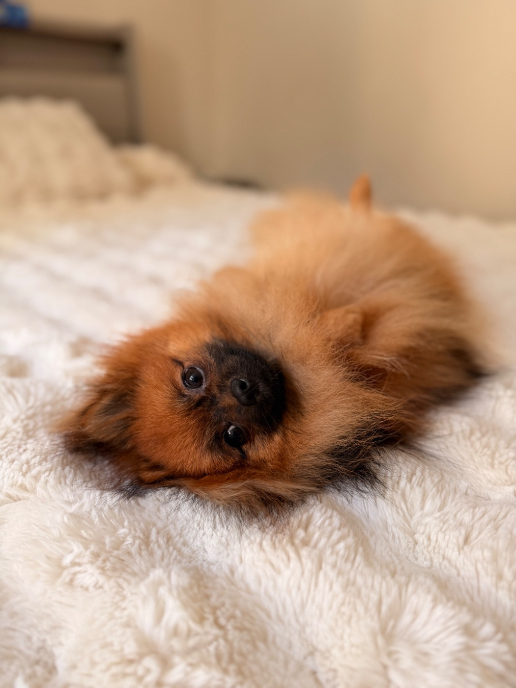 Publication : Constance Ingelaere