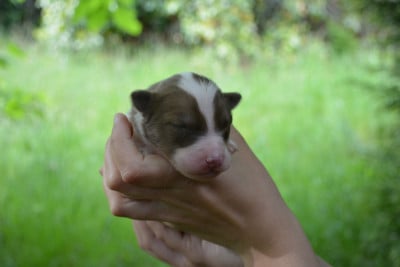 Les chiots de Laika de iakoutie
