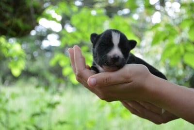 Les chiots de Laika de iakoutie