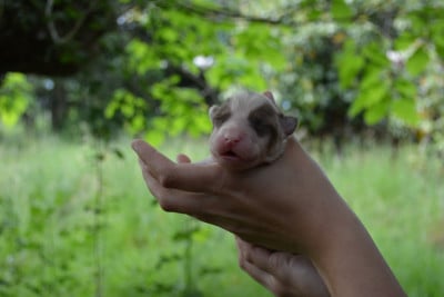 Les chiots de Laika de iakoutie