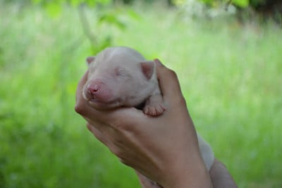 Les chiots de Laika de iakoutie