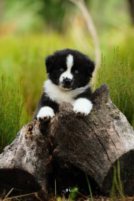 Les chiots de Berger Américain Miniature 