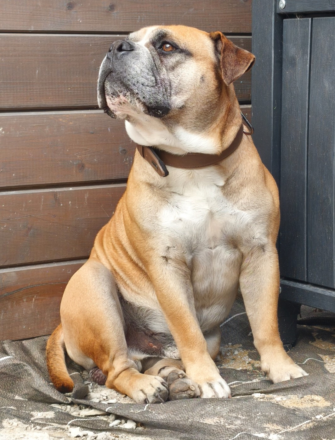 Sir Bud De L'arche Des Molosses