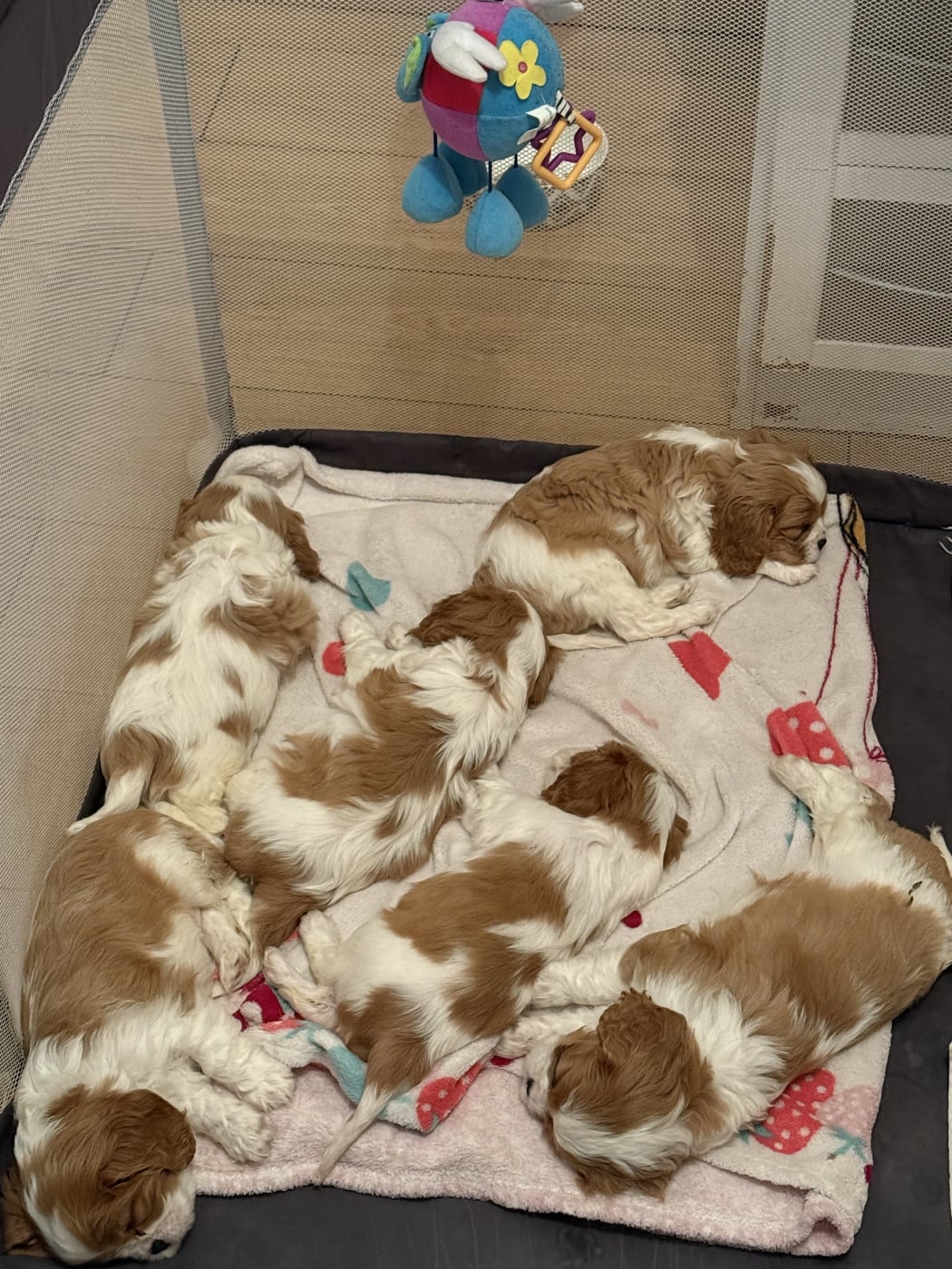 Cavalier King Charles Spaniel - Des Mémoires De La Forêt D’Arduinna