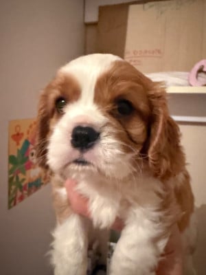 Les chiots de Cavalier King Charles Spaniel