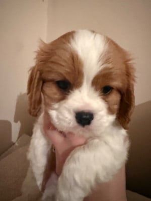Les chiots de Cavalier King Charles Spaniel