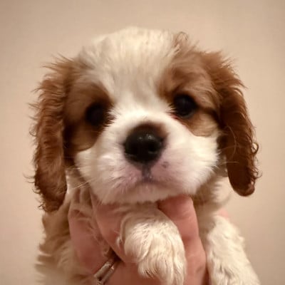 Les chiots de Cavalier King Charles Spaniel