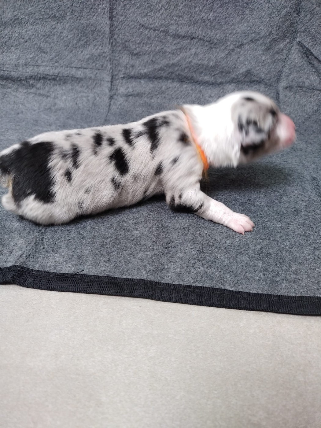 CHIOT 4 - Berger Australien