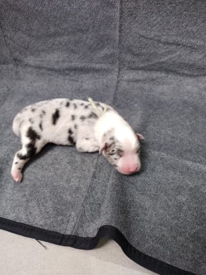 Les chiots de Berger Australien