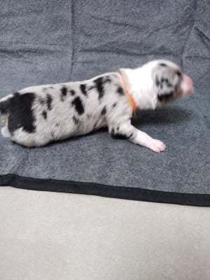 Les chiots de Berger Australien