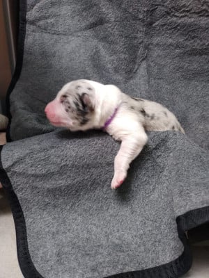 Les chiots de Berger Australien