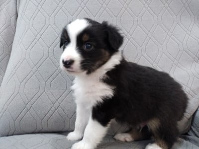 Les chiots de Berger Australien