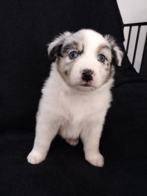 Les chiots de Berger Australien