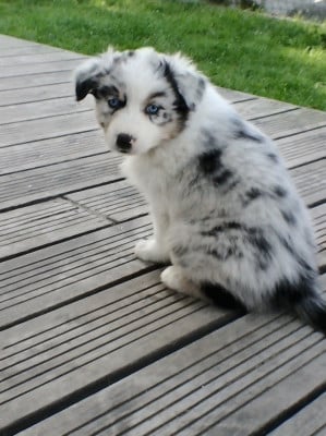 Les chiots de Berger Australien