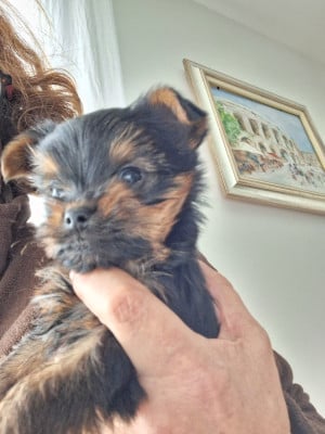 Les chiots de Yorkshire Terrier