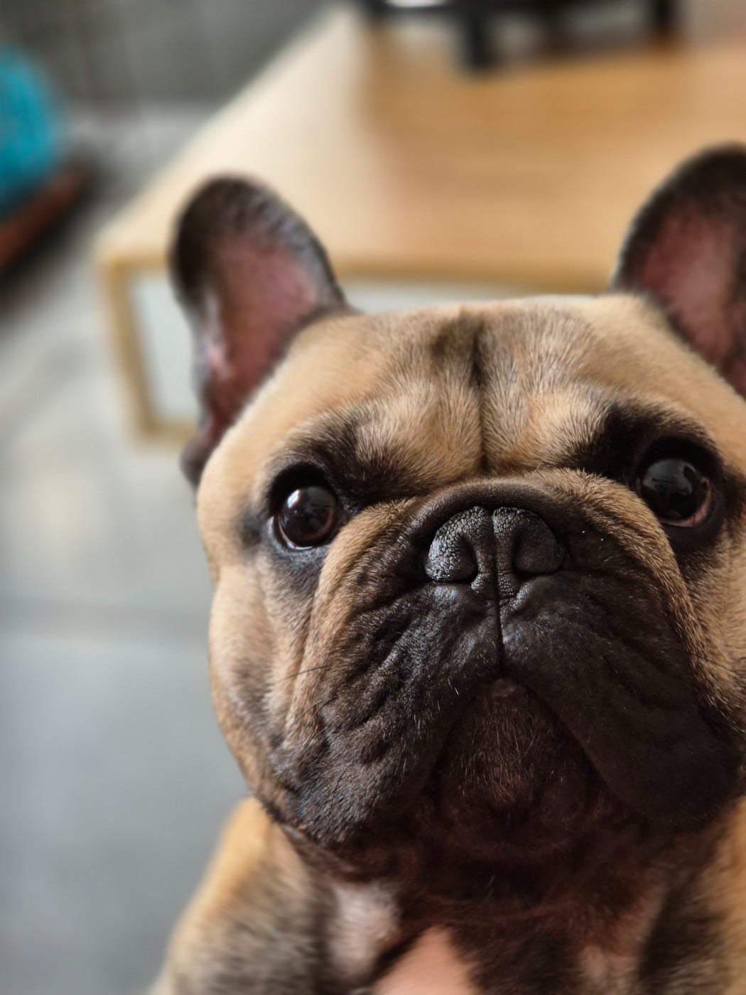 Publication : Laetitia COURBOIN Auteur : Laetitia