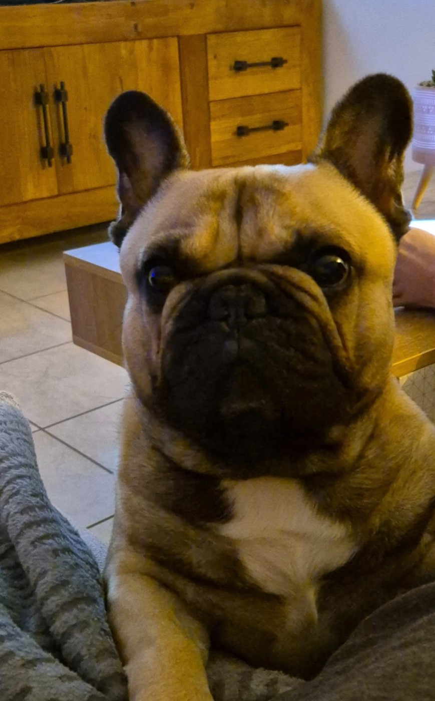 Publication : Laetitia COURBOIN Auteur : Laetitia