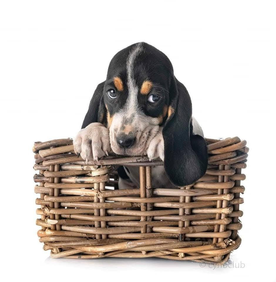 Rivale Du Bois De Larnède