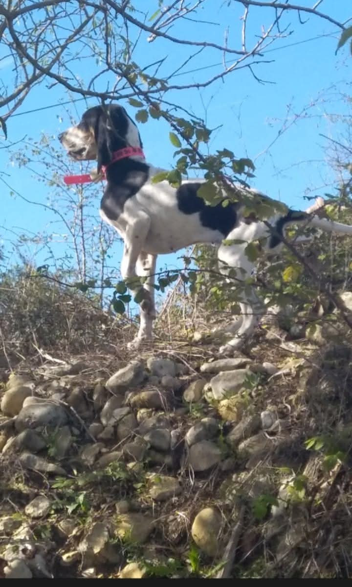 Rivale Du Bois De Larnède