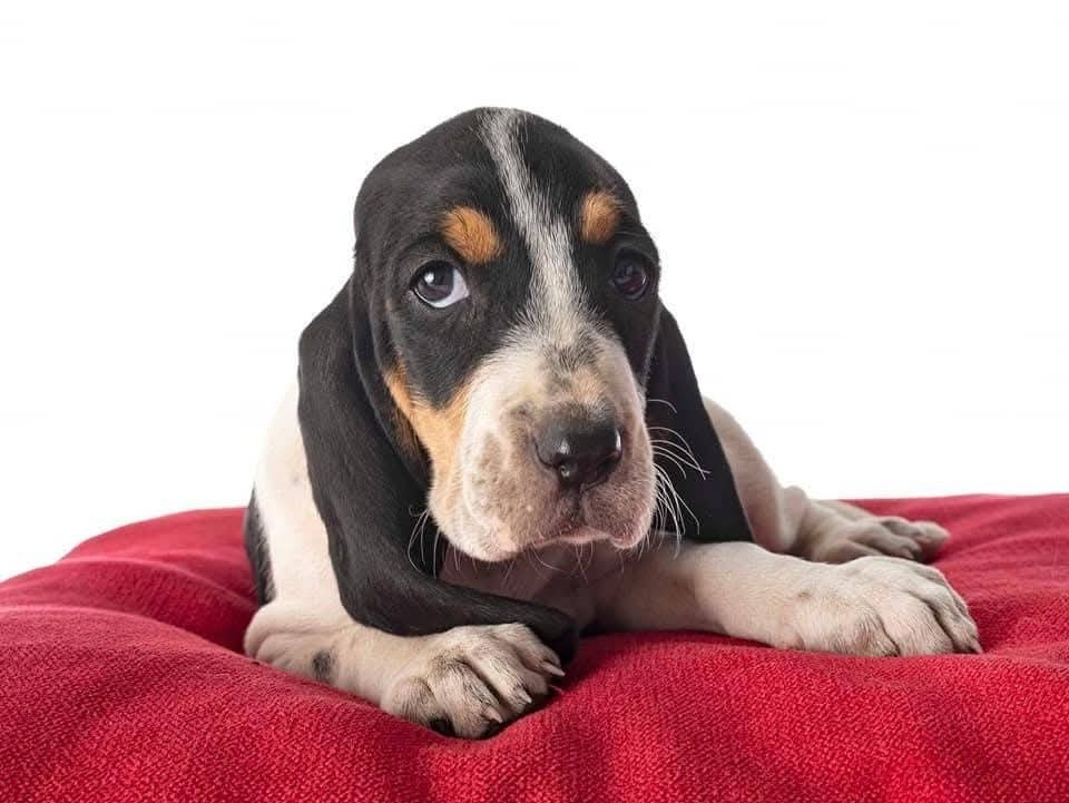 Rivale Du Bois De Larnède