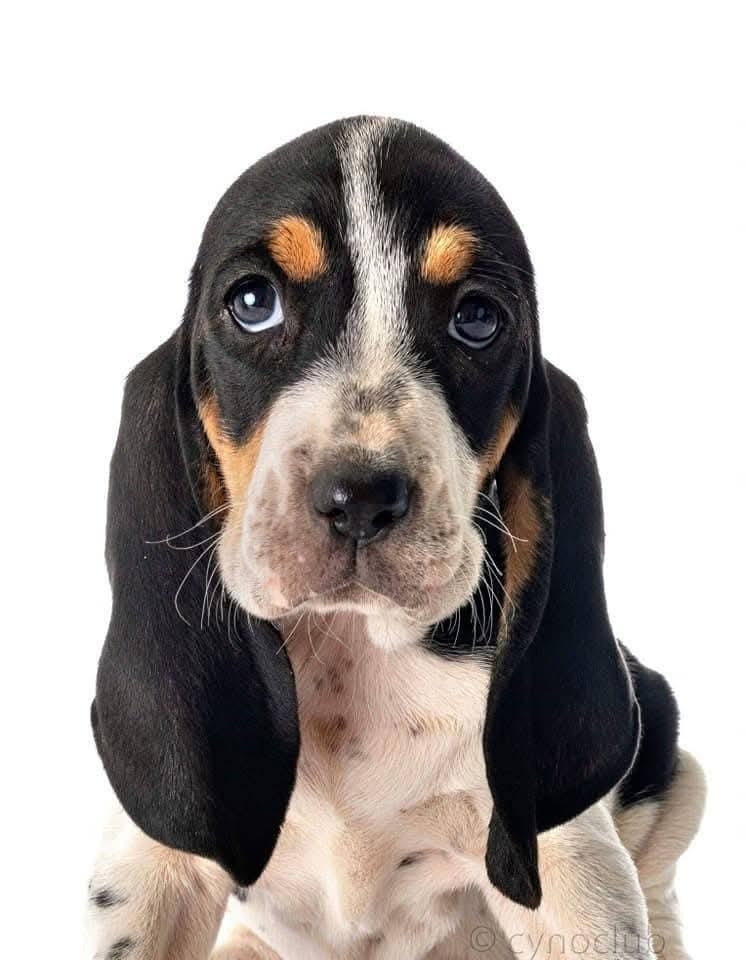 Rivale Du Bois De Larnède