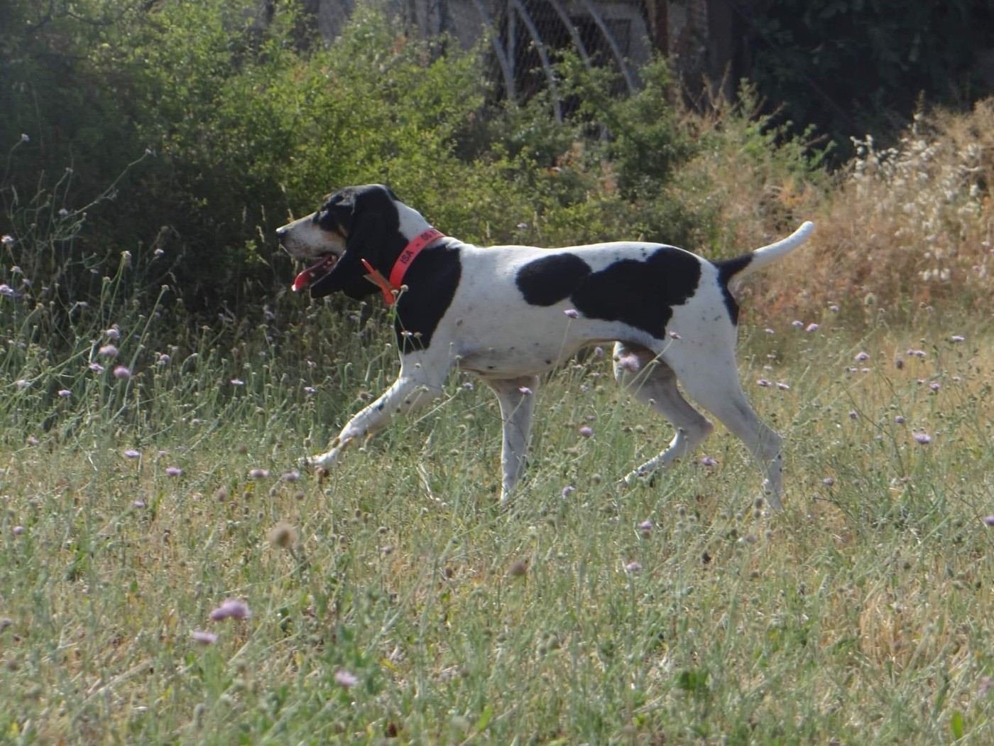 Rivale Du Bois De Larnède