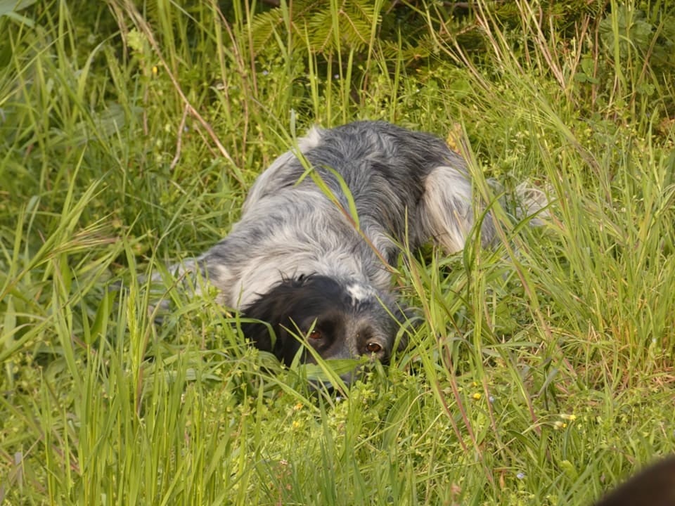 Publication : Du Bois De Larnède