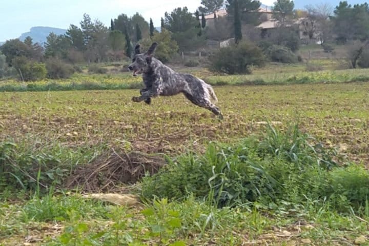 Publication : Du Bois De Larnède