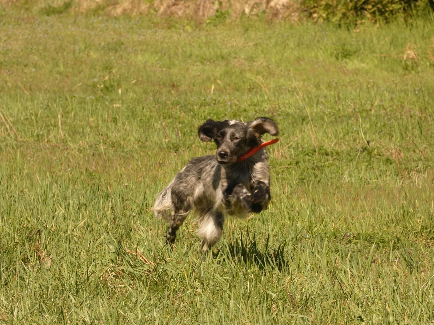 Publication : Du Bois De Larnède