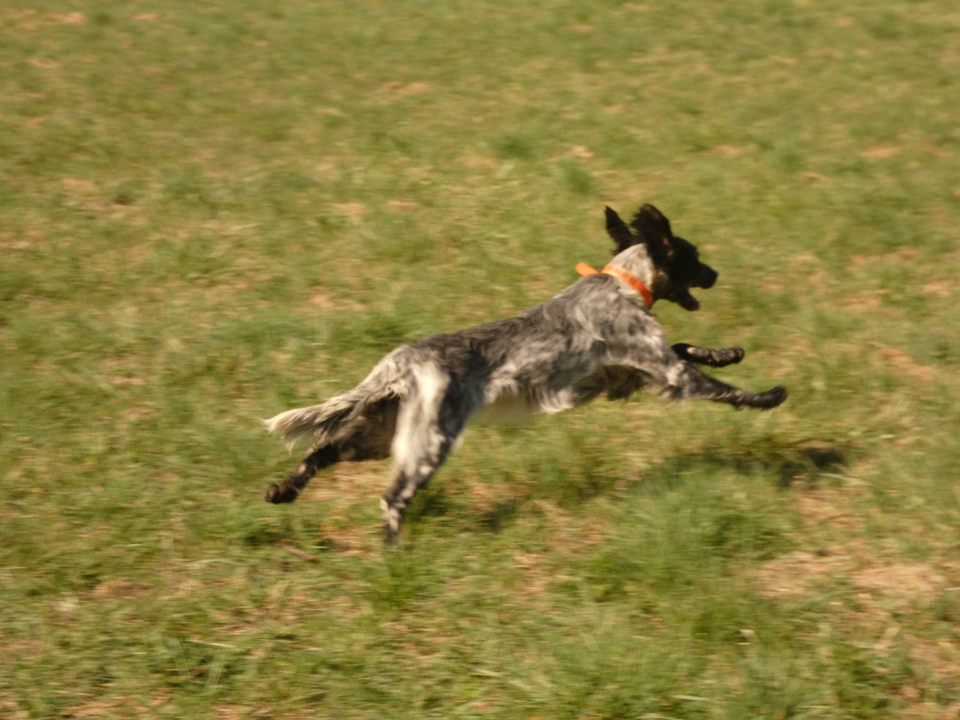 Publication : Du Bois De Larnède