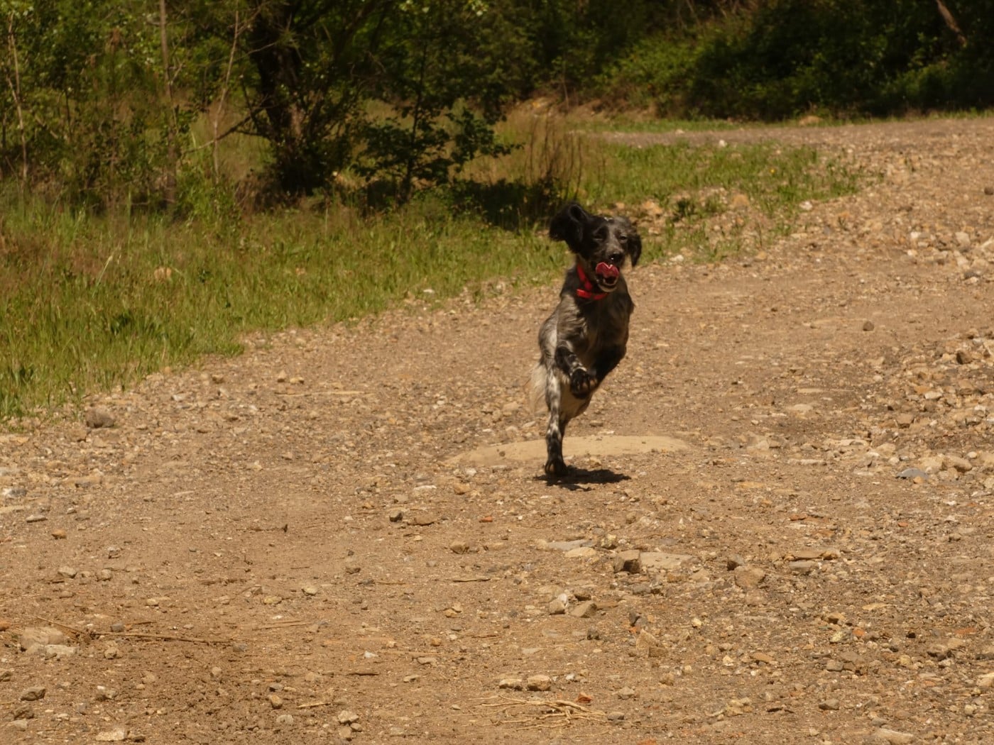 Publication : Du Bois De Larnède