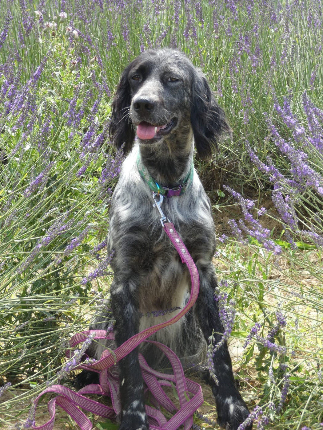 Publication : Du Bois De Larnède