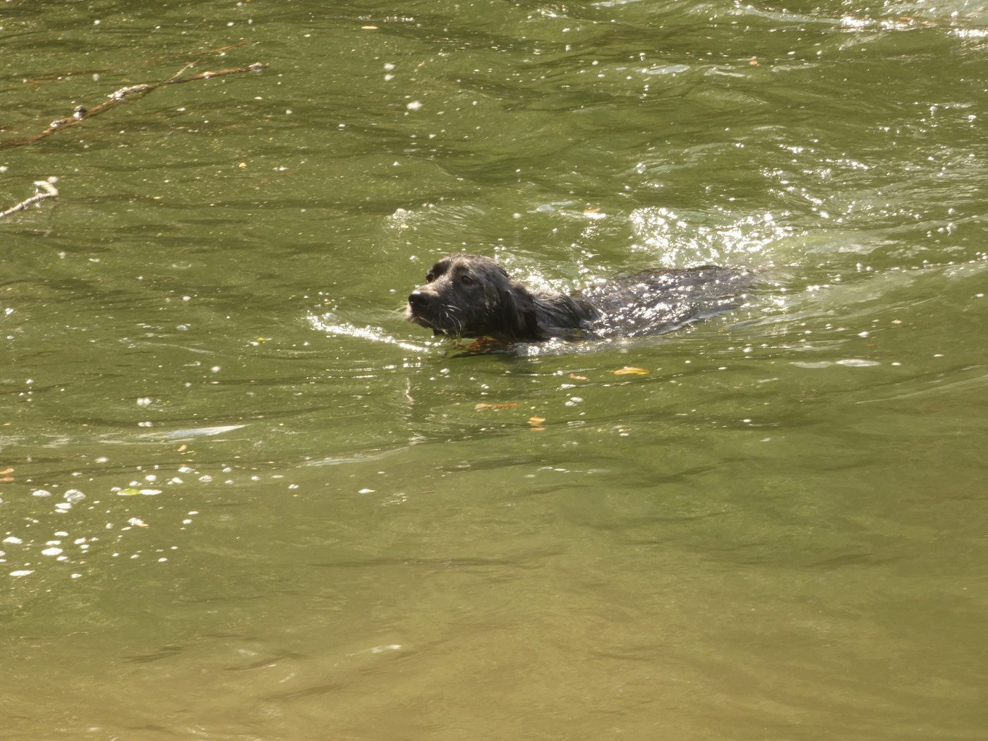Publication : Du Bois De Larnède