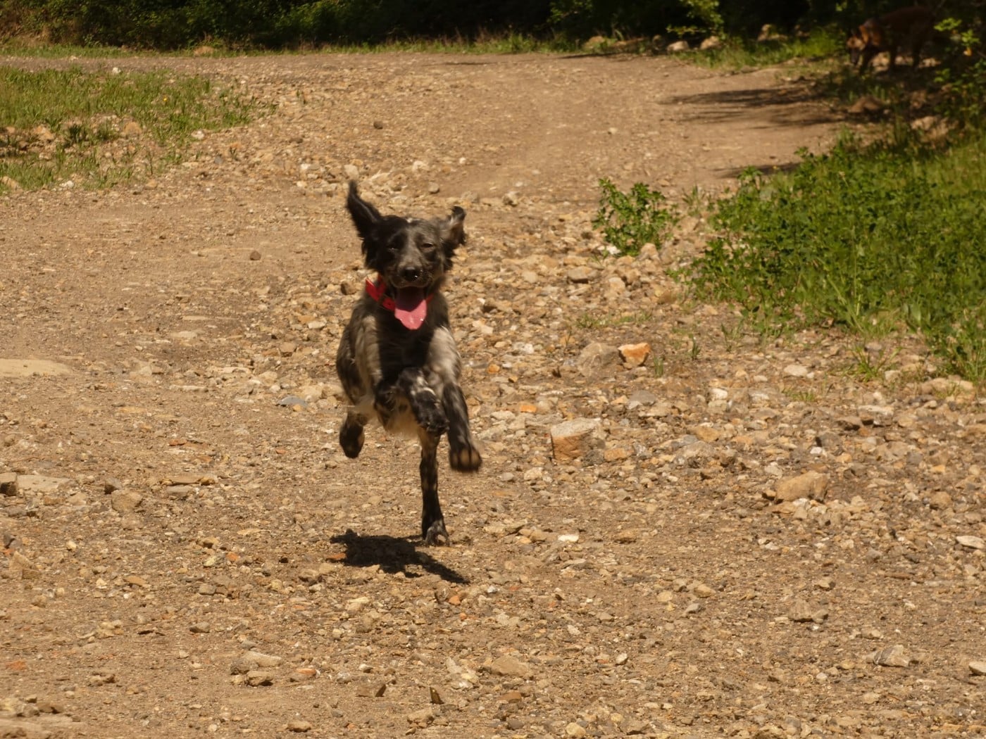 Publication : Du Bois De Larnède