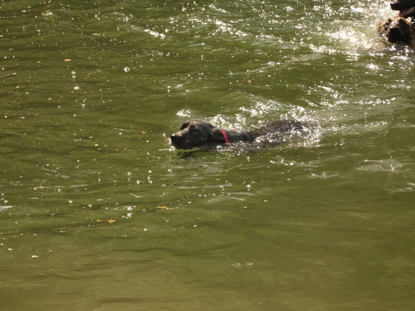 Publication : Du Bois De Larnède