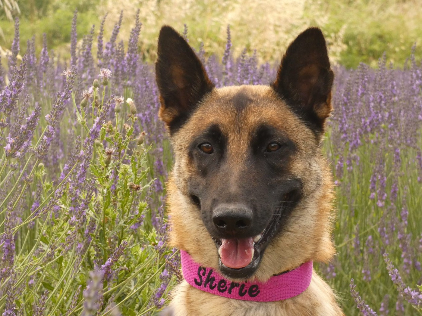 Publication : Du Bois De Larnède