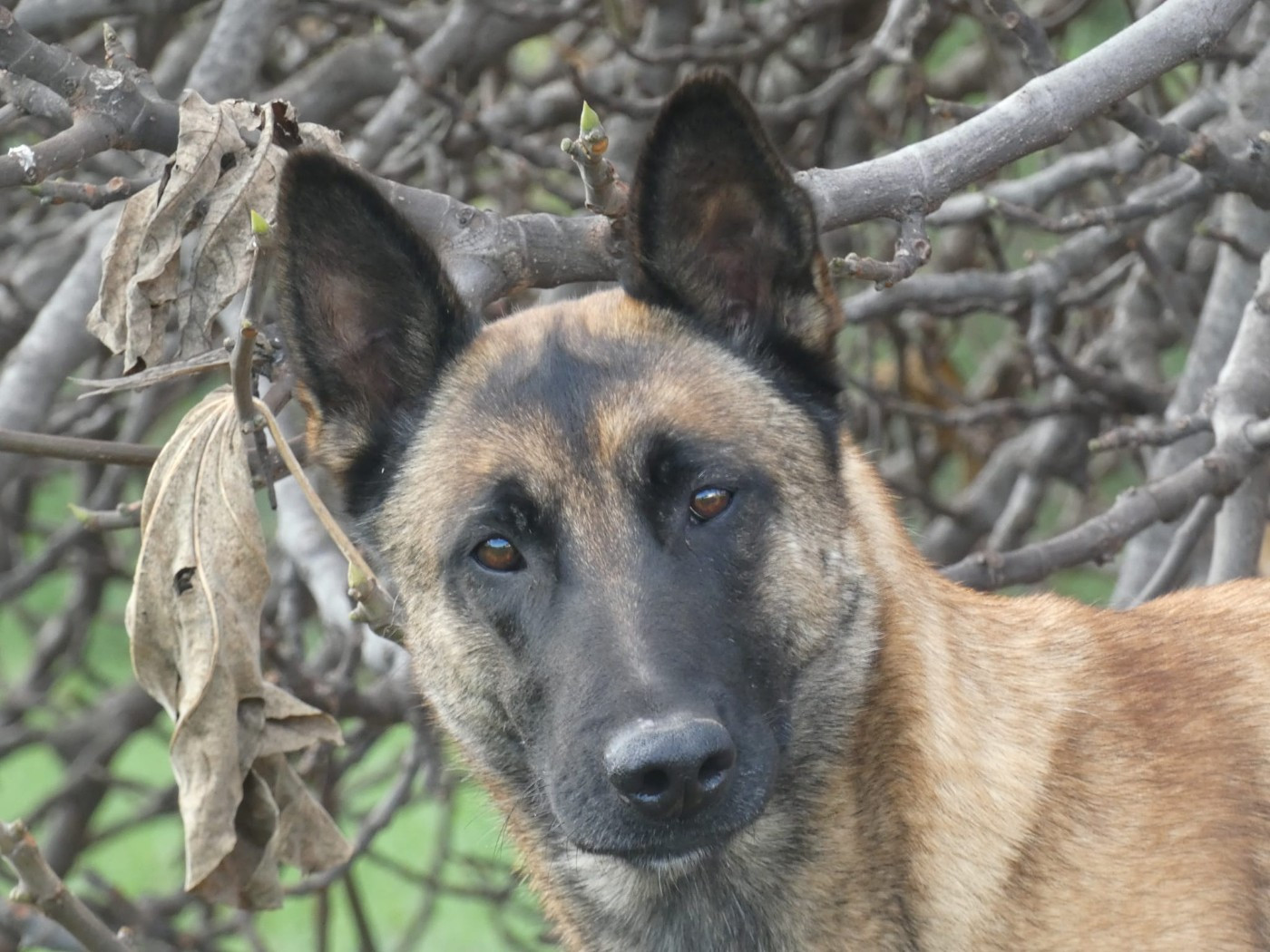 Publication : Du Bois De Larnède