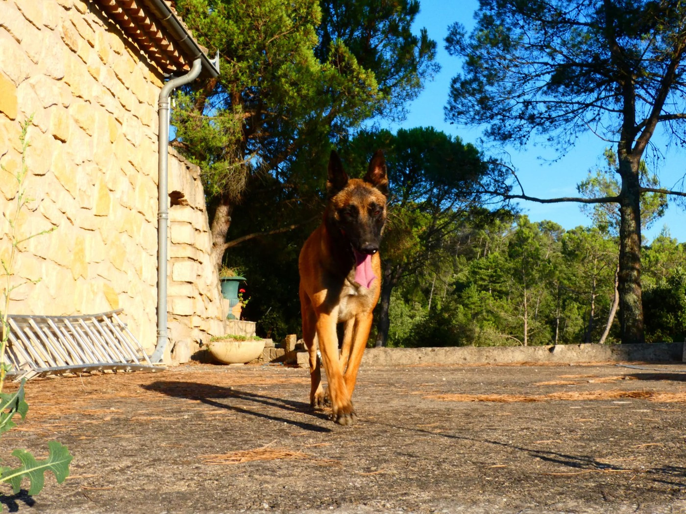 Publication : Du Bois De Larnède