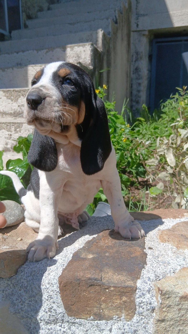 Chiot N°1