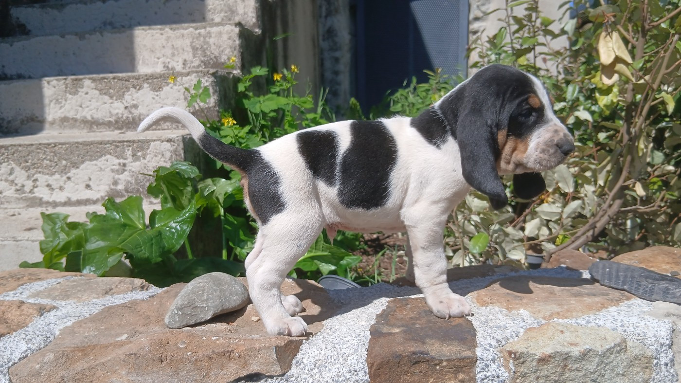 Chiot N°1