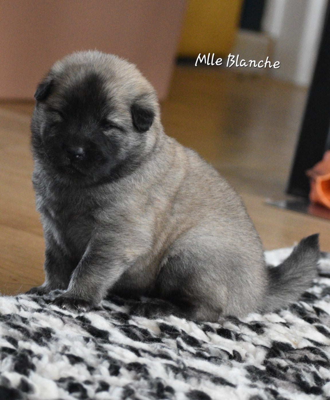 Mlle Blanche