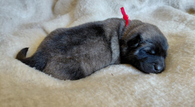 Les chiots de Eurasier