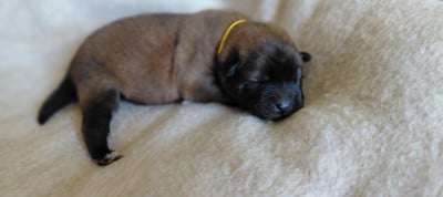 Les chiots de Eurasier