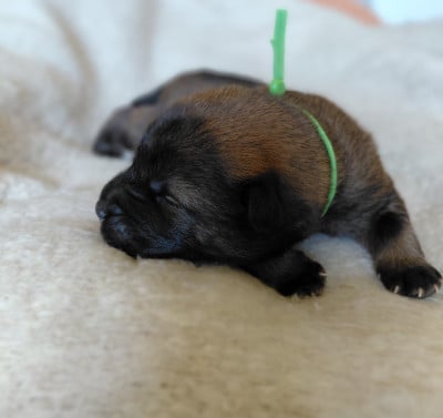 Les chiots de Eurasier